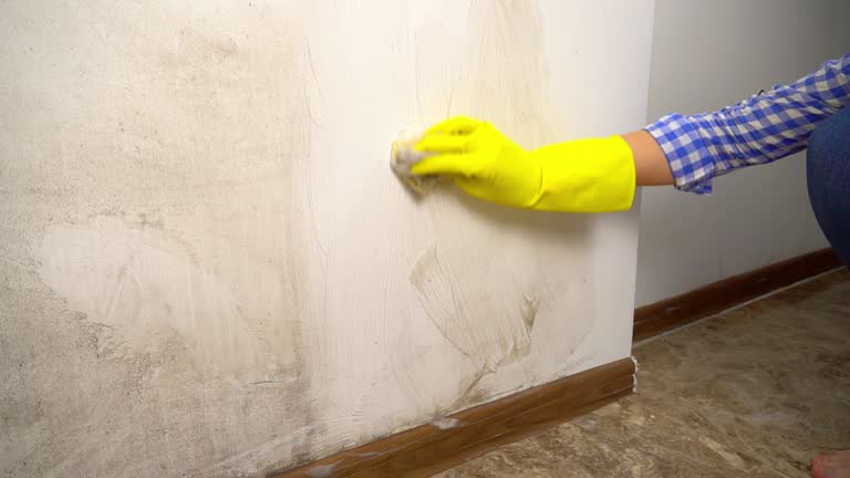 Environmental Consulting for Mold Prevention in Florence, AZ