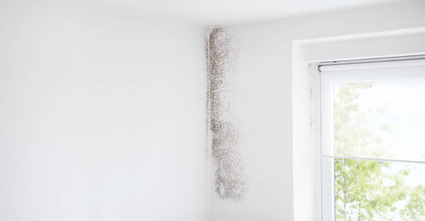  Florence, AZ Mold Removal Pros